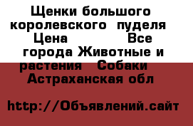 Щенки большого (королевского) пуделя › Цена ­ 25 000 - Все города Животные и растения » Собаки   . Астраханская обл.